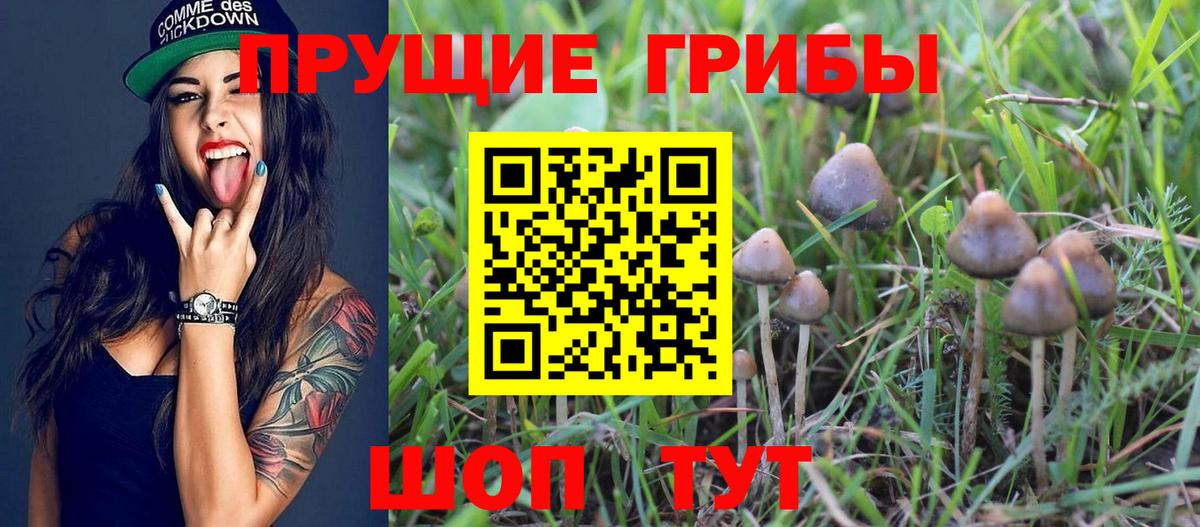 купить  цена  Вход с VPN  Псилоцибиновые грибы Magic Shrooms  Домодедово  Псилоцибиновые грибы Psilocybe 